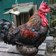 Yeaaah, here comes the rooster